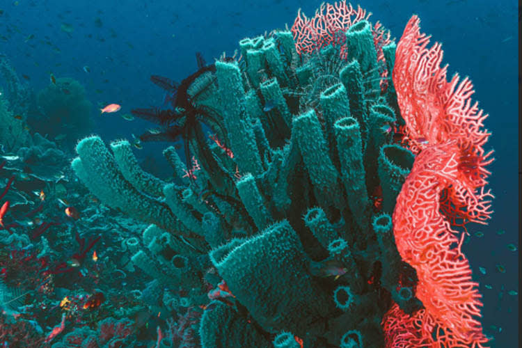 Calico Jack - Raja Ampat Central - Day 2