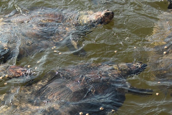 Amazon Dolphin - Amazônia Essencial