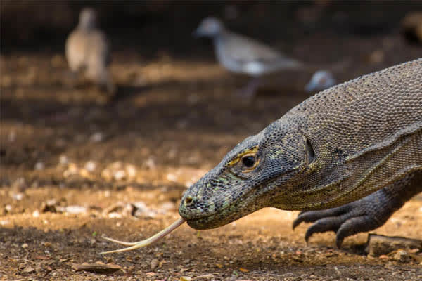 Aqua Blu - Indonesia's Coral Gardens & Komodo Dragons (National Geography) - Day 3