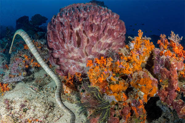 Aqua Blu - Indonesia's Spice Islands & Raja Ampat (National Geography) - Day 4