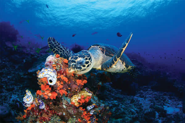 Aqua Blu - Indonesia's Spice Islands & Raja Ampat (National Geography) - Day 12