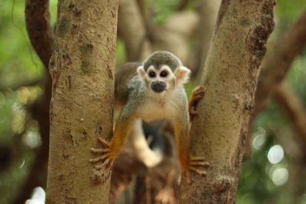 Tupaiú - Deep Immersion