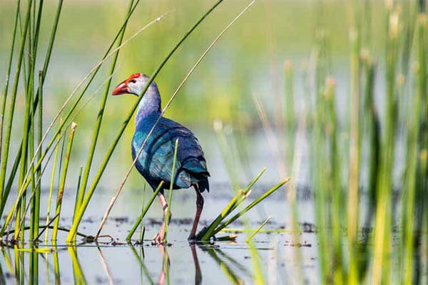 Kindat Pandaw - The Mighty Brahmaputra & Kerala Backwaters - Day 12
