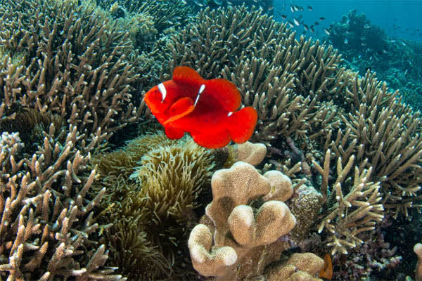 Aqua Blu - Raja Ampat - Spice Islands - Day 8