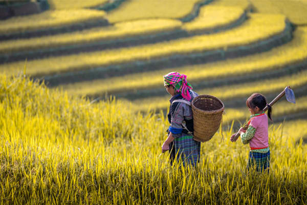 Hanoi Pandaw - Halong Bay & Red River : Halong Bay - Viet Tri - Day 9