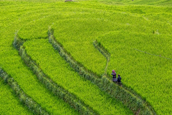 Hanoi Pandaw - Halong Bay & Red River : Viet Tri - Halong Bay - Day 3