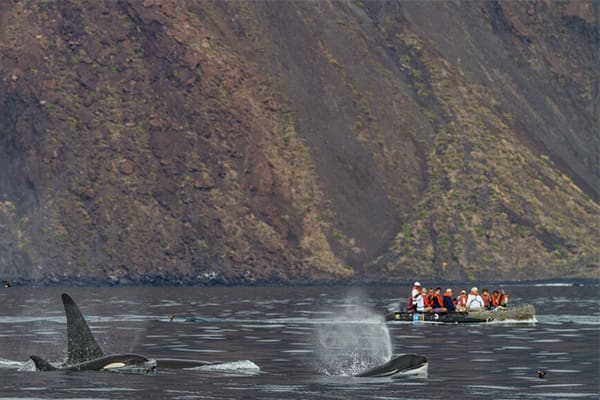 Gemini - Exploring Galapagos F