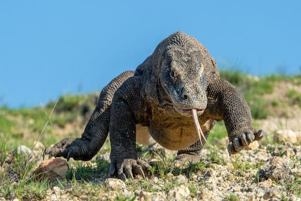 Rebel - Ring Of Fire: Sumbawa - Komodo - Day 4