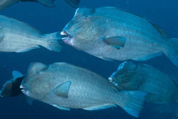 Rebel - Spice Islands - Day 3