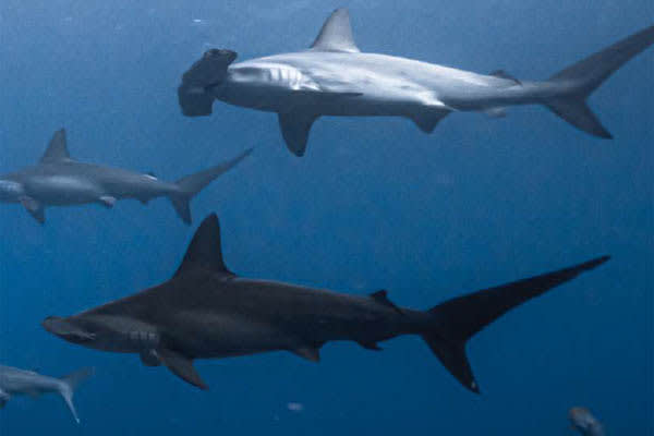 Rebel - Spice Islands - Day 5