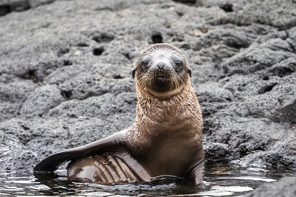 Islander II - Wild Galapagos Escape - Western