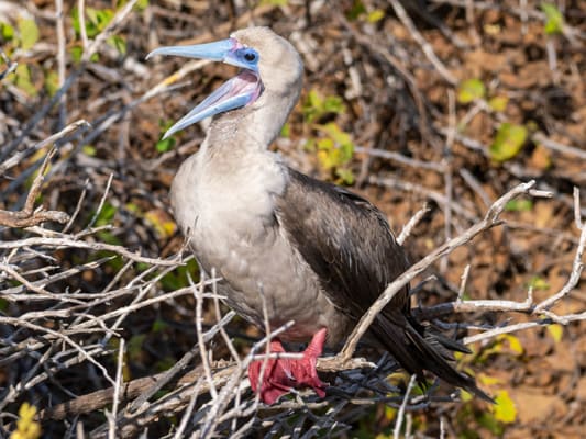 Islander II - Wild Galapagos Escape - Eastern