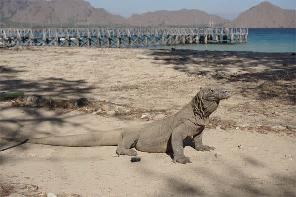 Augustine - Labuan Bajo - Sumbawa - Day 2
