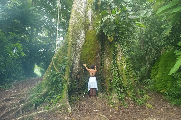 Mirante do Gaviao - Hawk Real
