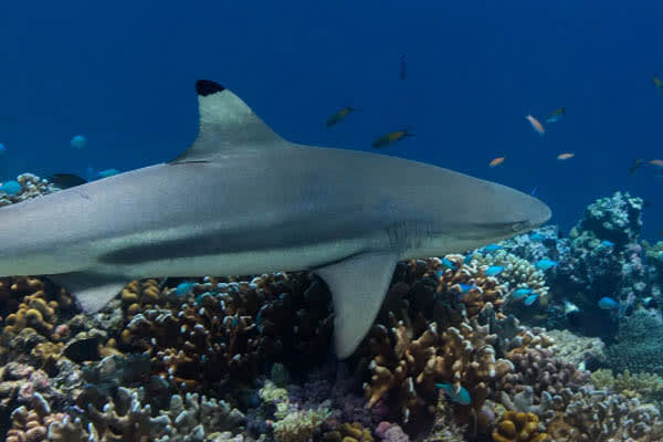 Aqua Lares - Aldabra & Seychelles’ Outer Islands - Day 3