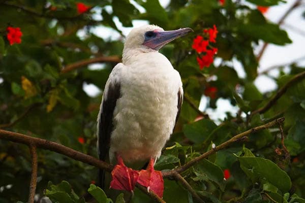 Aqua Lares - Aldabra & Seychelles’ Outer Islands - Day 5