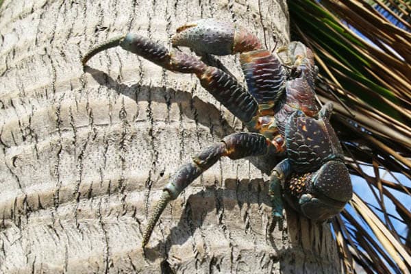 Aqua Lares - Aldabra & Seychelles’ Outer Islands - Day 7