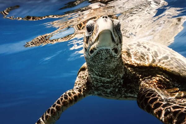 Aqua Lares - Aldabra & Seychelles’ Outer Islands - Day 9