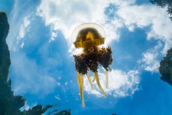 Mischief  - Raja Ampat The Coral Triangle: South to North Expedition - Day 4