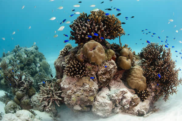 Sea Pearl - The Inner Islands of Seychelles : Mahe to Mahe - Day 7