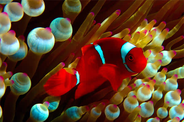 Si Datu Bua - Journey to the Majestic Equatorial Shores of Raja Ampat - Day 7