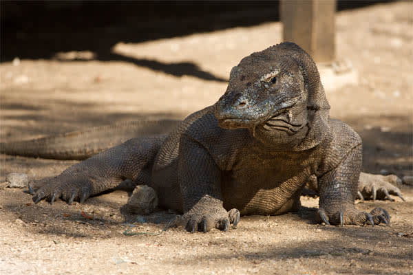 Silolona - Komodo Archipelago - Day 2