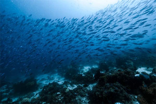Aqua Blu - North & South Raja Ampat Expedition - Day 2