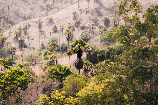 Aqua Blu - Komodo National Park & Surabaya Expedition - Day 2