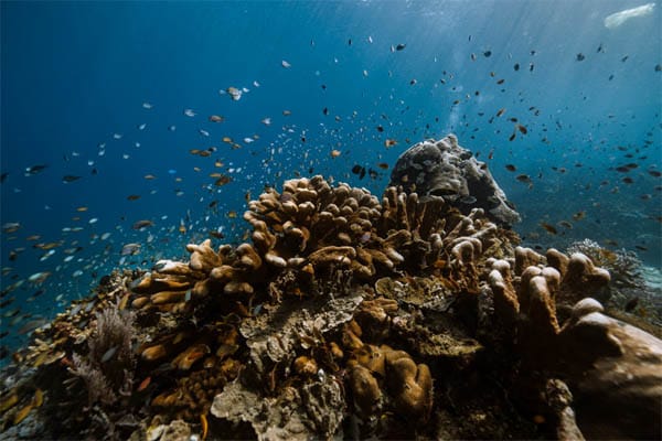 Aqua Blu - South Raja Ampat Expedition - Day 3