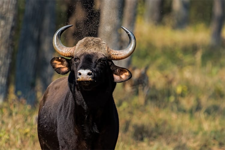 Ganga Vilas - Indo Bangladesh Cruise: Kolkata-Nimati Ghat - Day 23