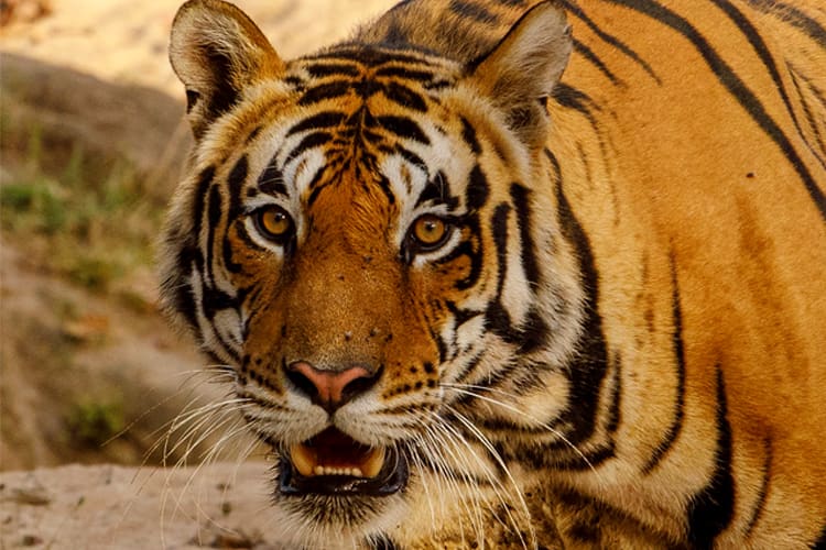 Ganga Vilas - Indo Bangladesh Cruise: Kolkata-Nimati Ghat - Day 26