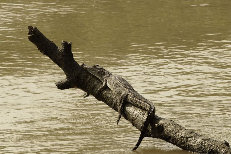 Ganga Vilas - Indo Bangladesh Cruise: Guwahati-Kolkata - Day 18