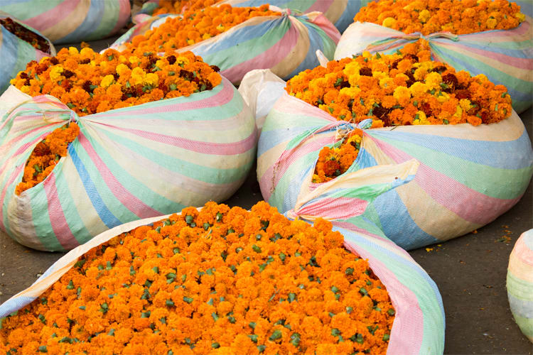 Ganga Vilas - Indo Bangladesh Cruise: Guwahati-Kolkata - Day 22