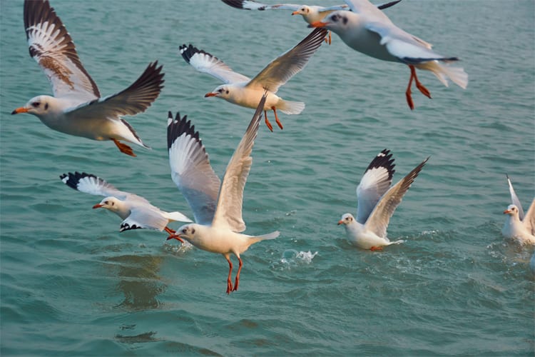 Ganga Vilas - Indo Bangladesh Cruise: Kolkata-Guwahati - Day 7