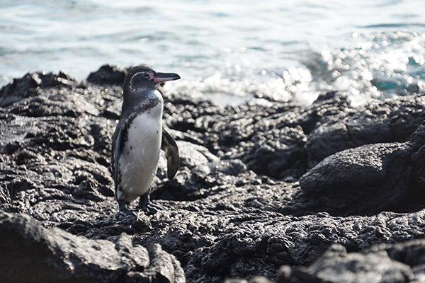 Grand Ocean Spray - 8 days 7 nights B Itinerary