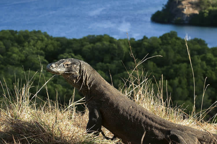 Bhavana - Komodo National Park - Day 3