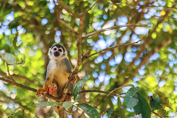 Amazon Explorer - 5D/4N Amazon Expedition