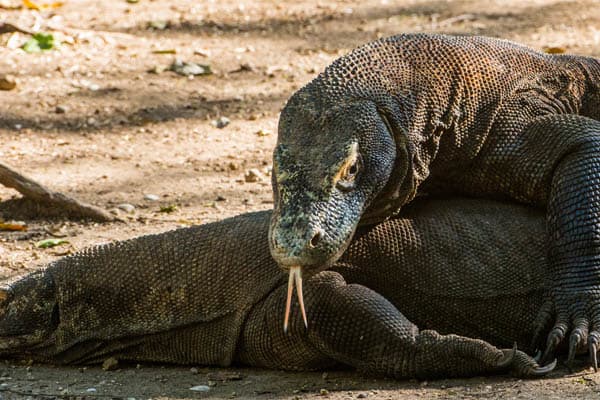 Silolona - Komodo Archipelago - Day 2
