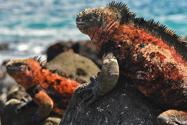 Eminence - Galapagos Expedition Cruise A