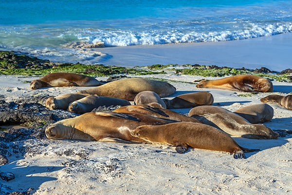 Eminence - Galapagos Expedition Cruise A