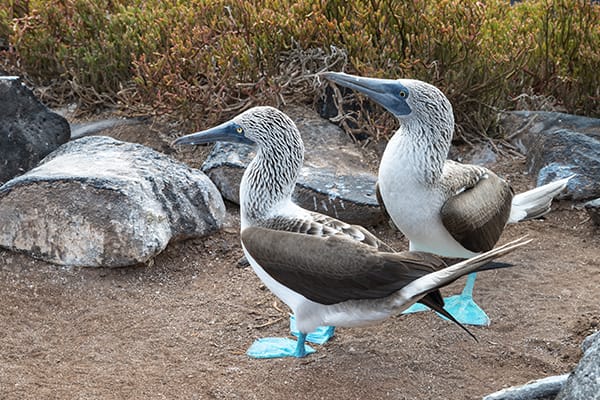 Eminence - Galapagos Expedition Cruise A