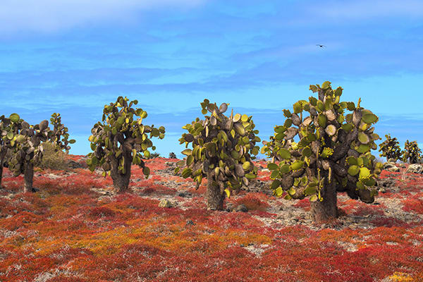 Eminence - Galapagos Expedition Cruise B