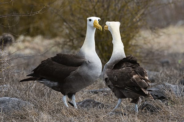 Eminence - Galapagos Expedition Cruise B