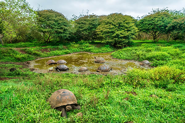 Eminence - Galapagos Expedition Cruise B