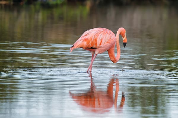 Eminence - Galapagos Expedition Cruise C
