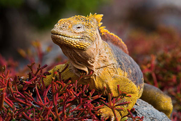 Eminence - Galapagos Expedition Cruise C