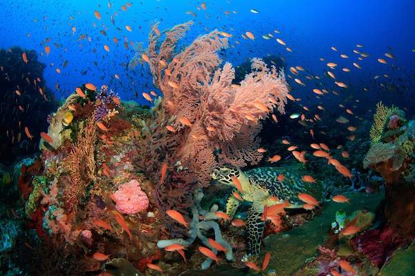 Sequoia's 11-Day Komodo Sumbawa - Day Four - Turtle City