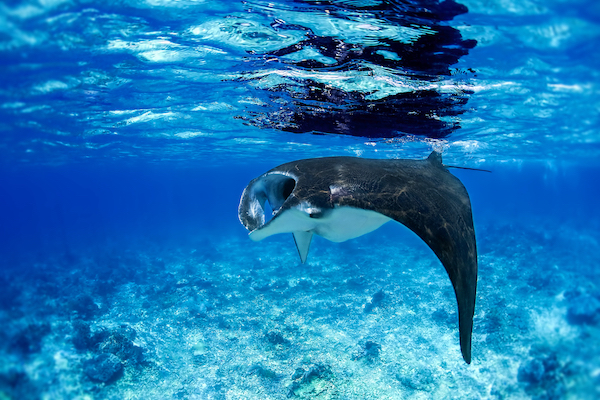 Sequoia's 11-Day Komodo Sumbawa - Day Six - Manta Ray