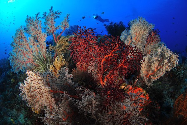 Sequoia's 11-Day Komodo Sumbawa - Day Eight - Beautiful Corals