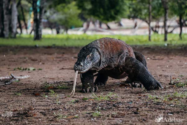 Adelaar's 11-Day Komodo Extended Komodo to Bali - Day Two - Komodo Dragon